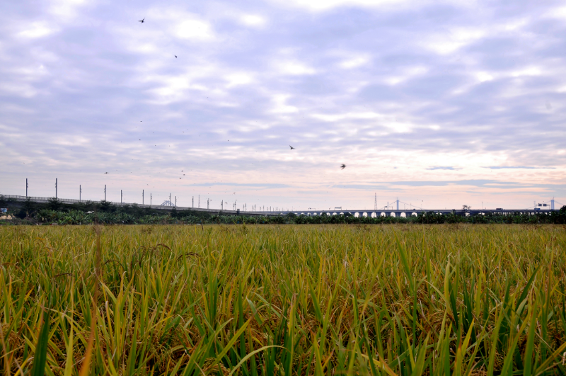 严守耕地保护红线，高标准打造水乡耕地保护集聚区