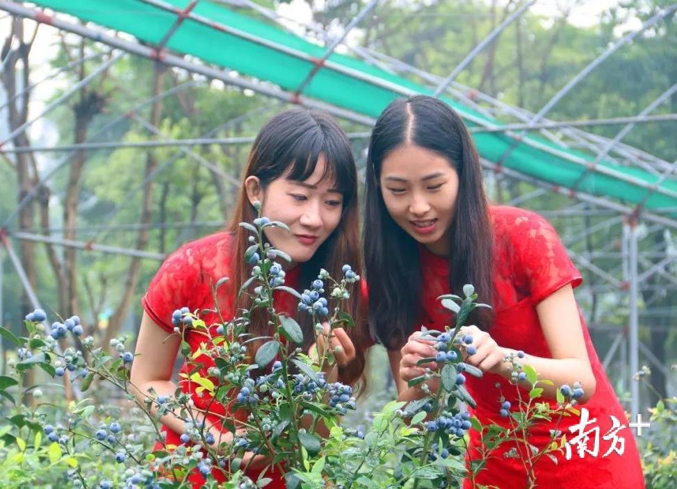 东莞这个“农业王国”你来过没？每天数千游客都赶来采摘