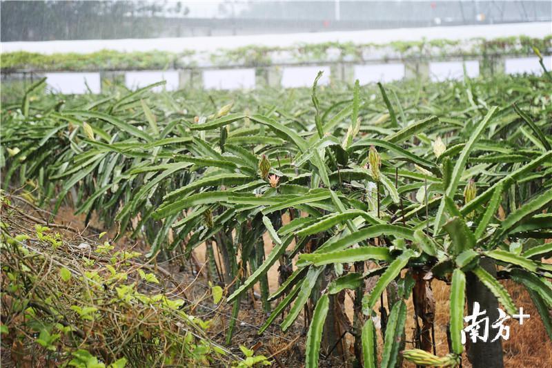 大批蔬果“瓜熟蒂落” 快来水乡麻涌享采摘乐