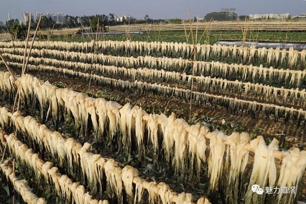 东莞人超爱的这道“美味” 原来是这样晒出来的