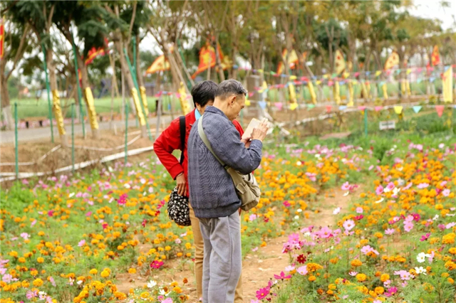 醉美花海 水乡麻涌春游打卡点推荐